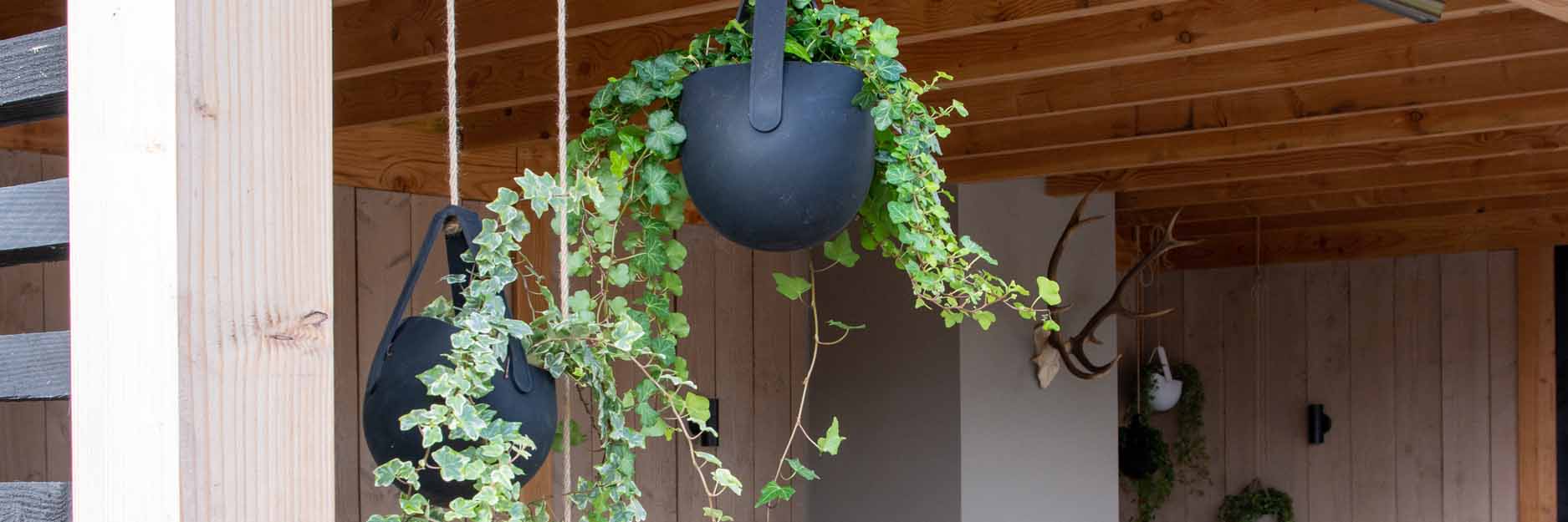 GARDEN PLANTS HANGING 